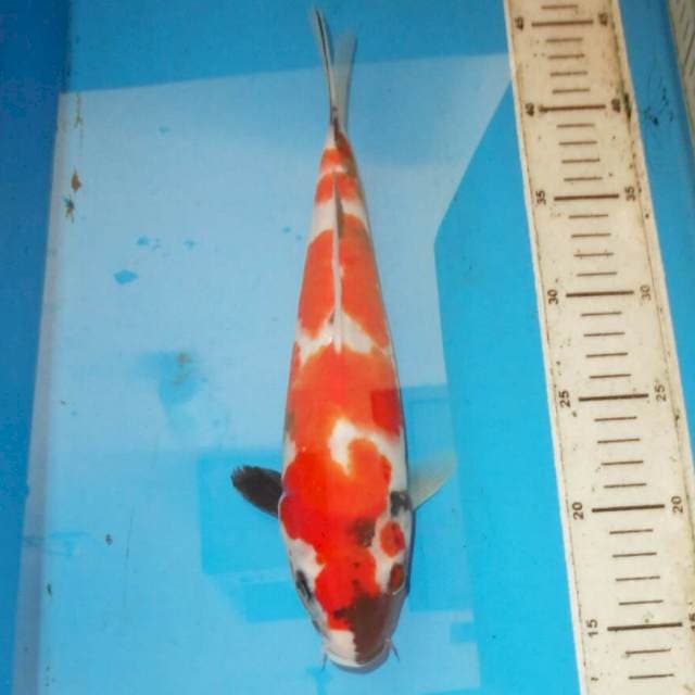31cm KINDAI SHOWA