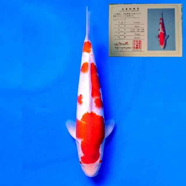 Kohaku import Matsue Blode line jumbo