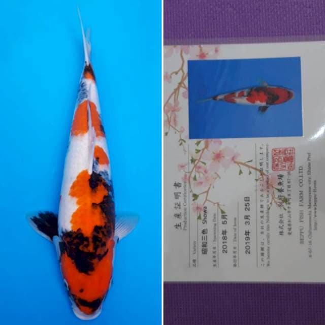 Beppu showa 40cm