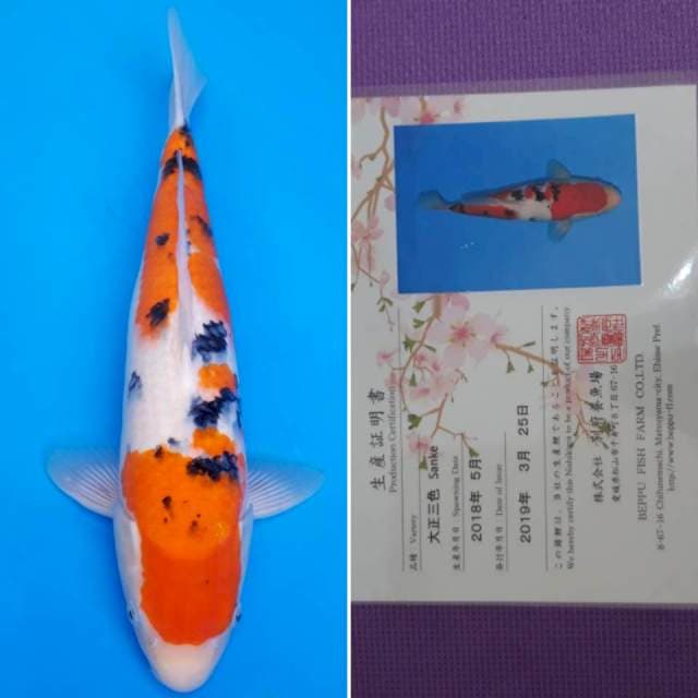 Beppu sanke 41cm