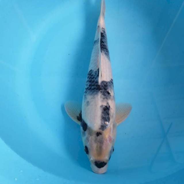 Shiro tategoi 36 cm