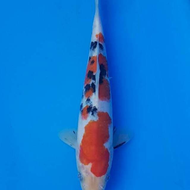 Sanke 21CM