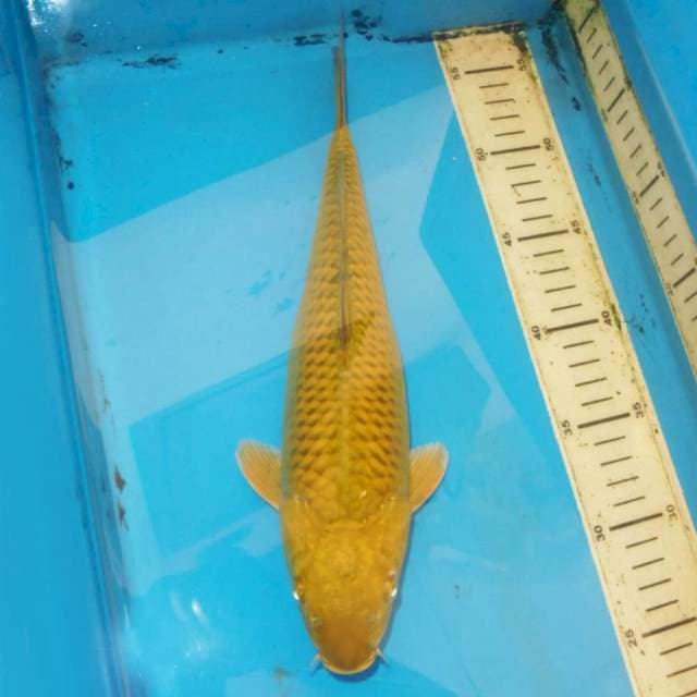 33cm CHAGOI