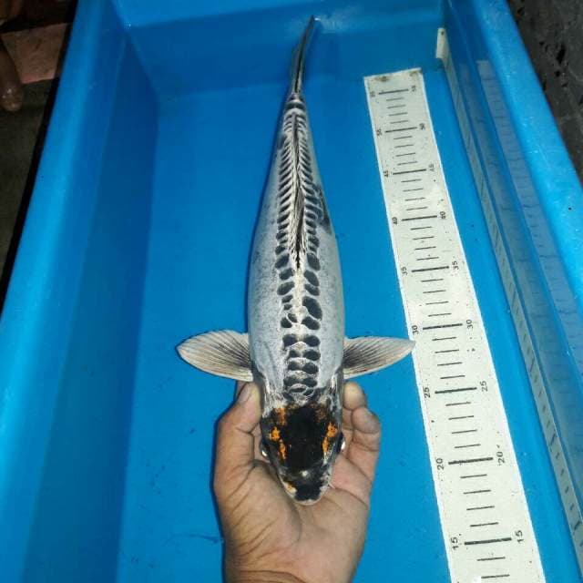 Tancho kikokoryu body jumbo koleksi antik