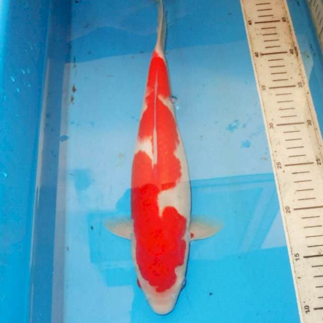 38cm KOHAKU INAZUMA