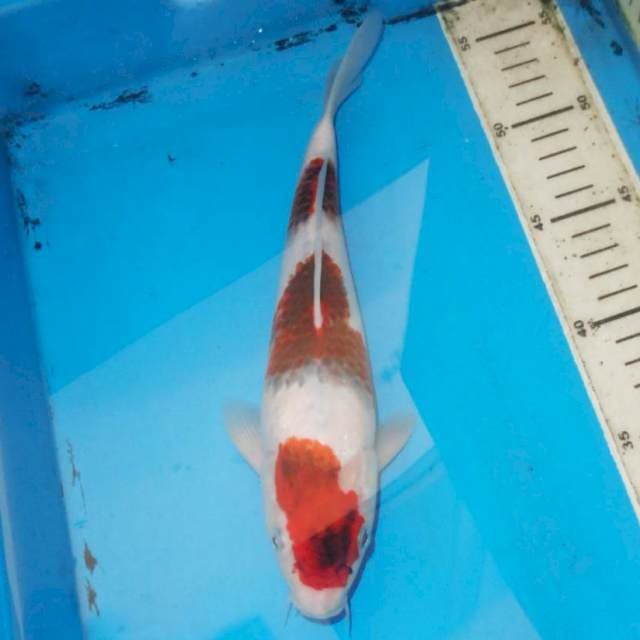 27cm KOROMO