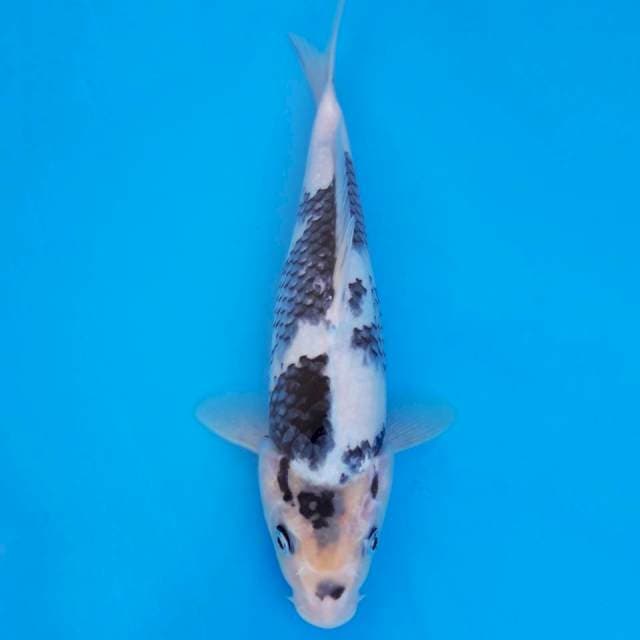 Shiro utsuri 28cm