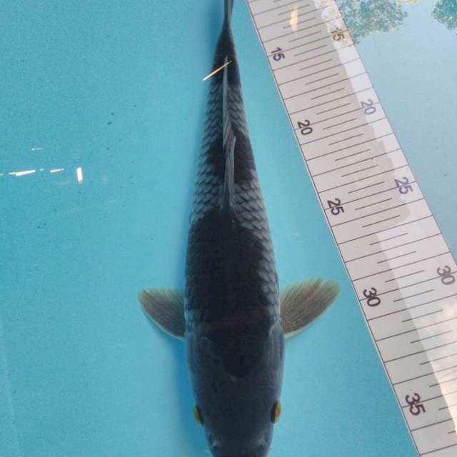 ochiba male