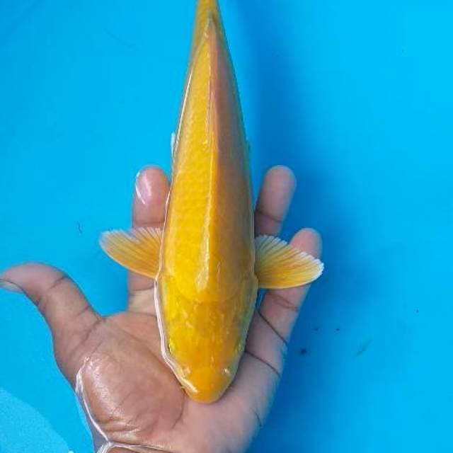 Karasi munuk