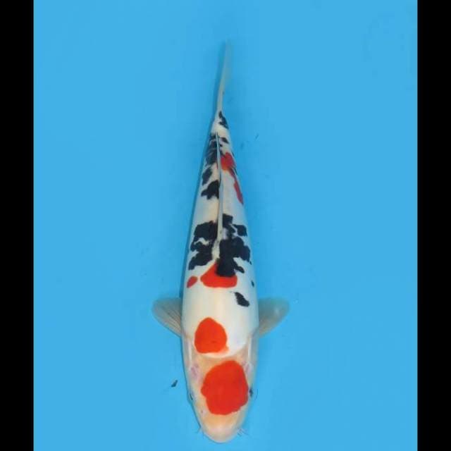 Red Sanke Doitsu Murni - 30bu Male