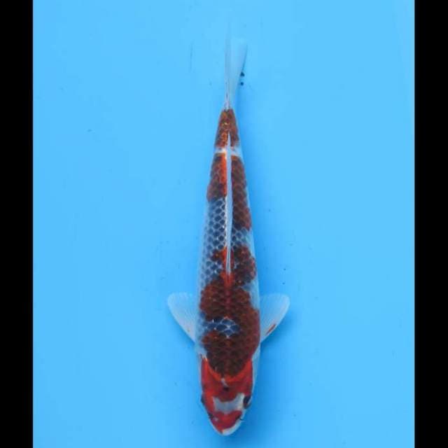 Red Goshiki HQ - 28cm Male