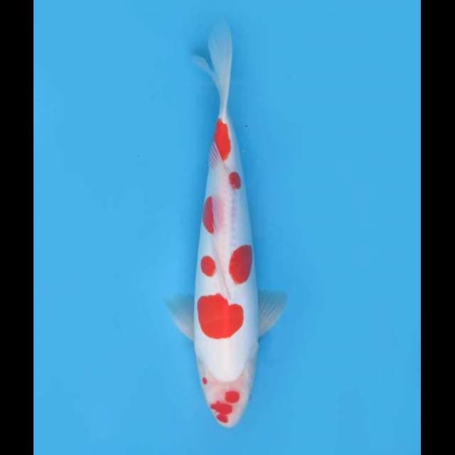 Sakura Kohaku Doitsu Murni - 38cm