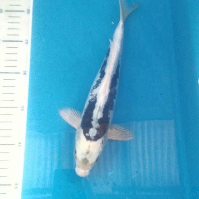 Kiko Jantan, 27 cm