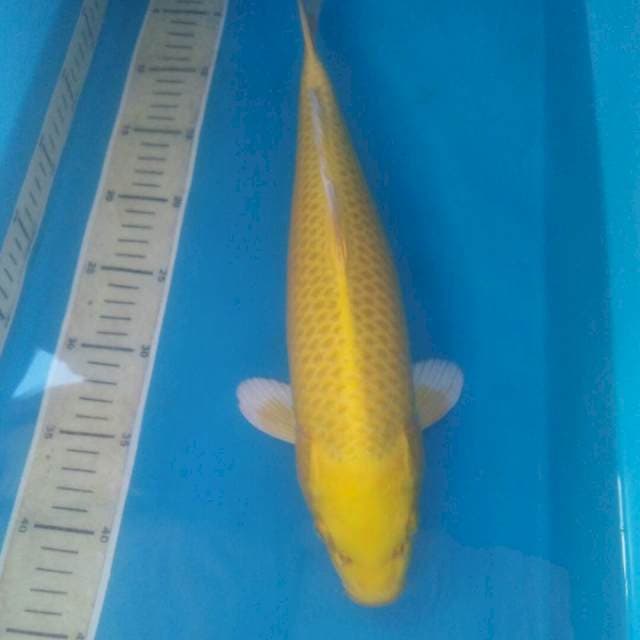 Yamabuki Ogon, 39 cm