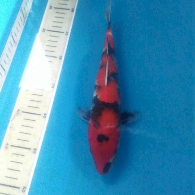 Showa Sanshoku, 27 cm