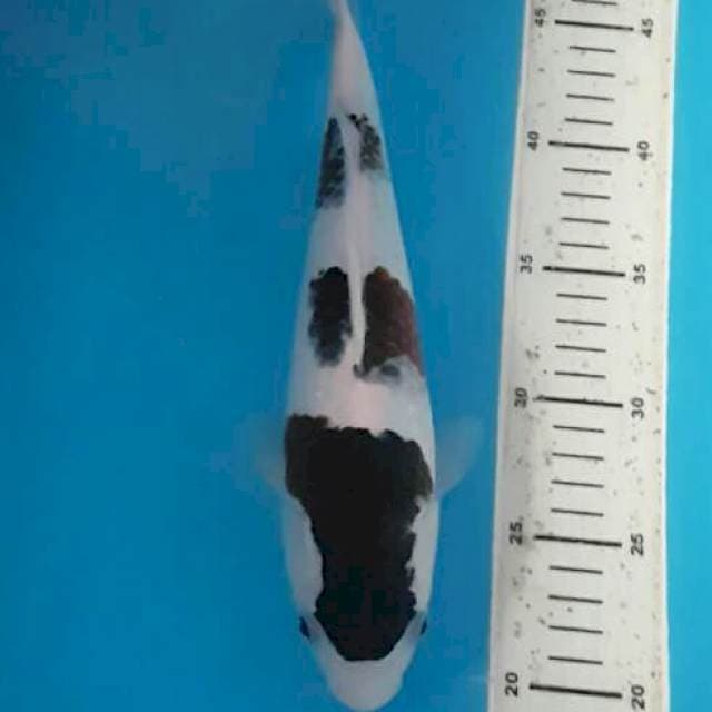 Budho Goromo 30 cm
