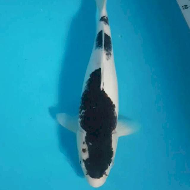 Budho Goromo 34 cm