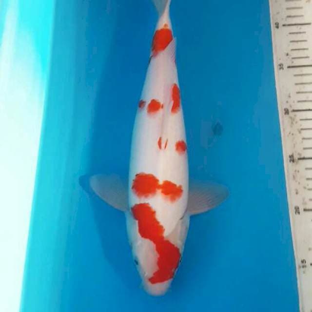 Sakura Kohaku 35 cm