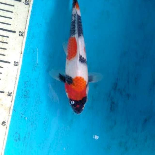 showa 22cm male