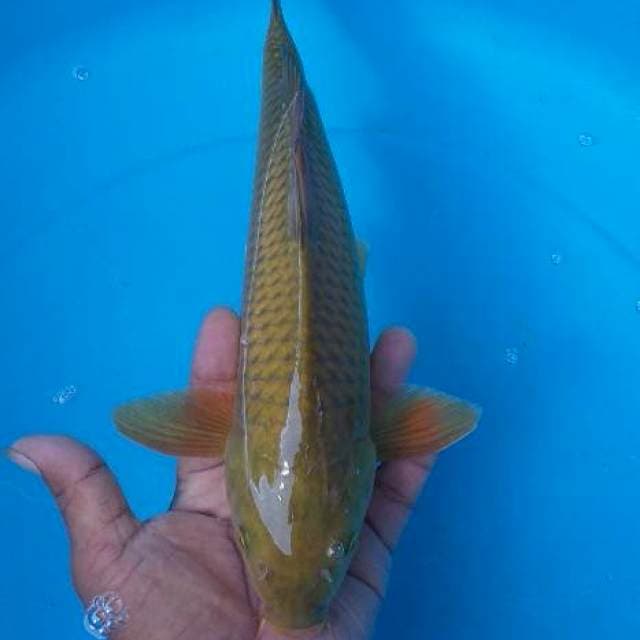 Caghoi midhori munuk