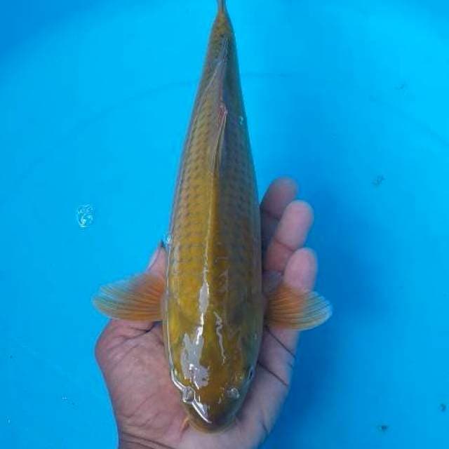 Caghoi midhori munuk