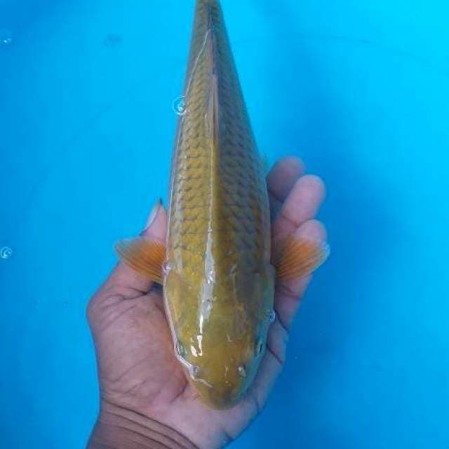 Caghoi midhori munuk