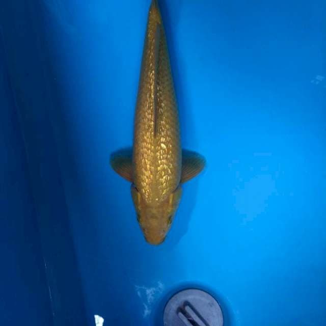 Ginrin Midorigoi 31cm ( M )