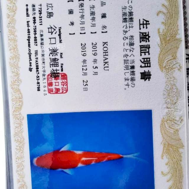 Kohaku import Taniguchi