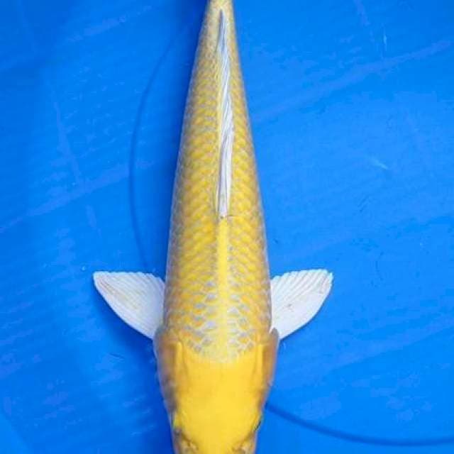 Hariwake