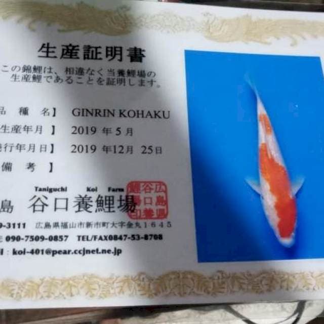 Kohaku import Taniguchi