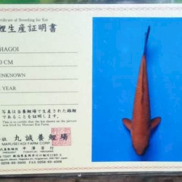 Chagoi import marusei