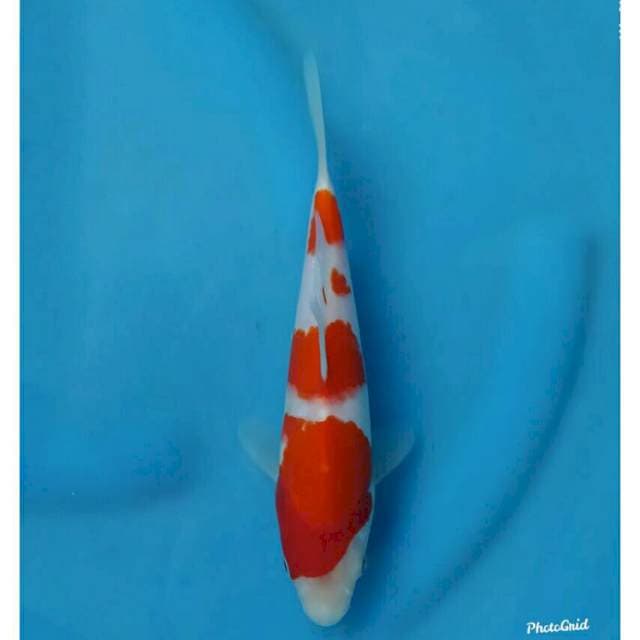 Hiroi Kohaku