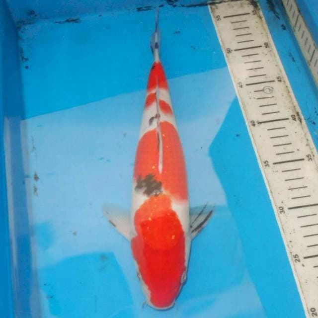 34cm MENKABURI SANKE