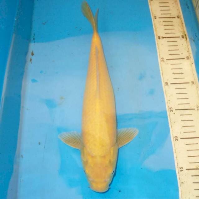 40cm KARASHI