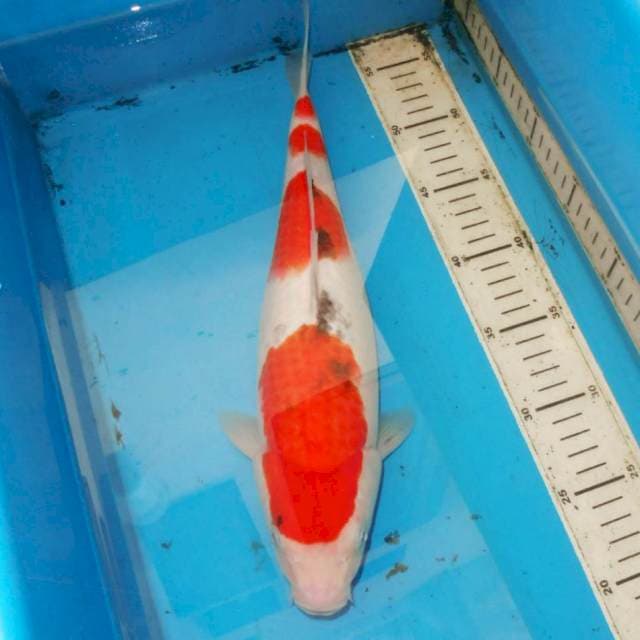 38cm SANKE 4step
