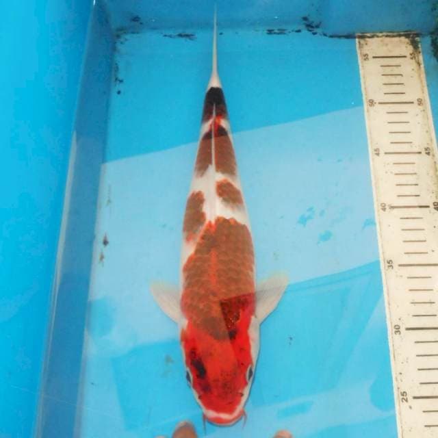 35cm BUDO KOROMO