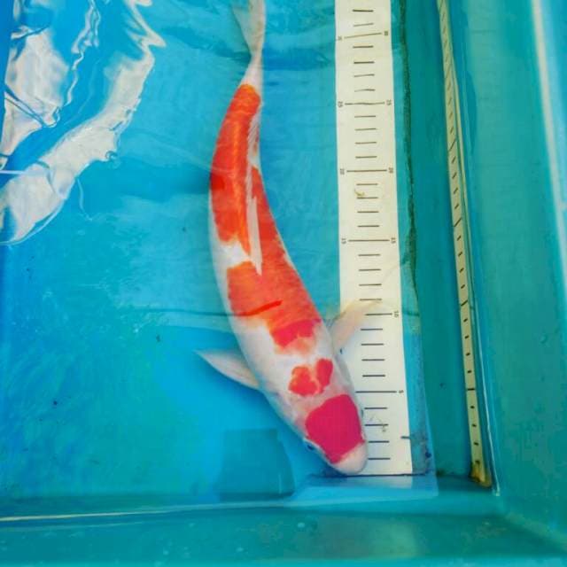 Kohaku jantan