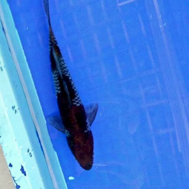 ochiba 25CM