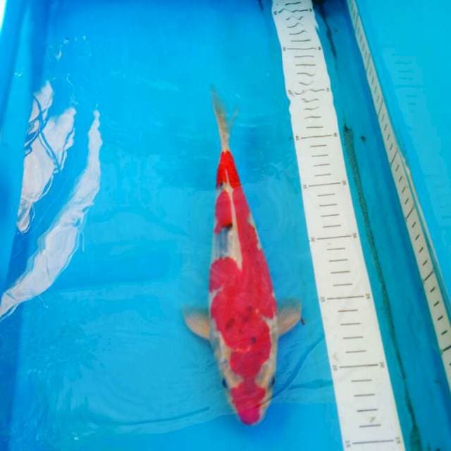 Goshiki Short Body