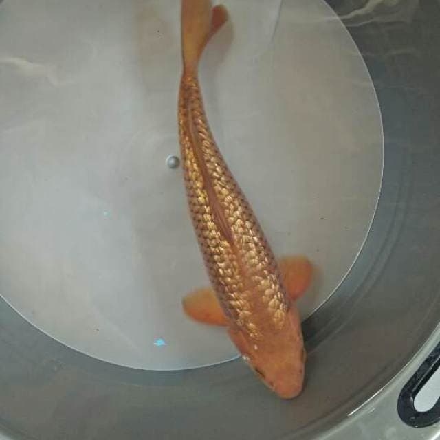 MALE 35CM. cHagoi ginrin gold