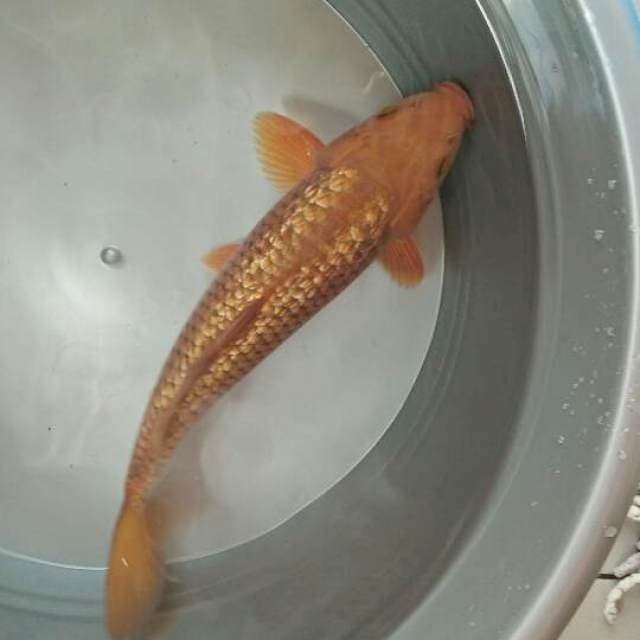MALE 35CM. cHagoi ginrin gold