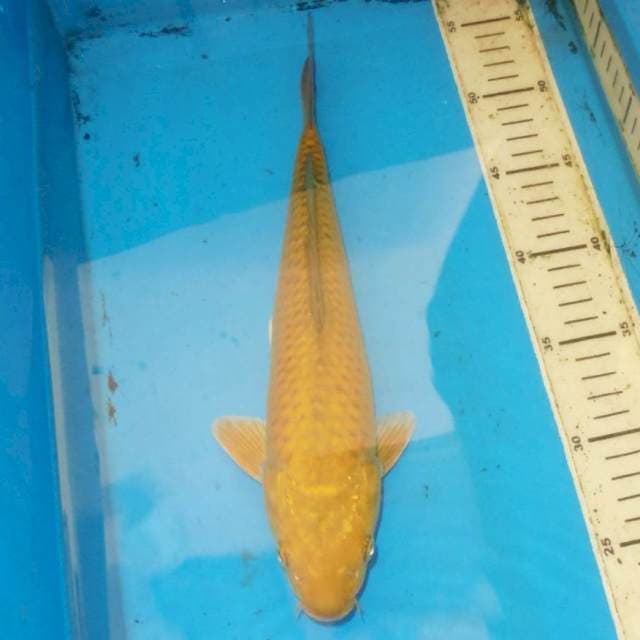 31cm MIDORI
