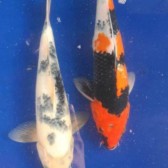 shiro tategoi, hi showa
