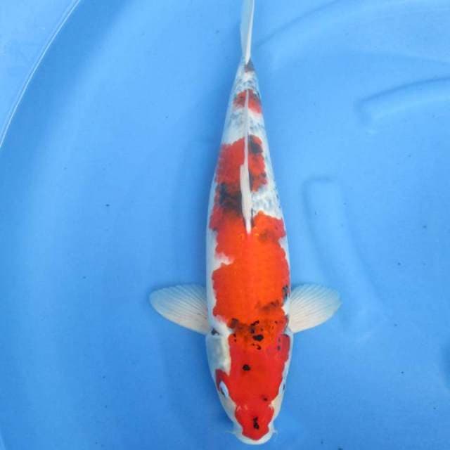 Sansoku48cm