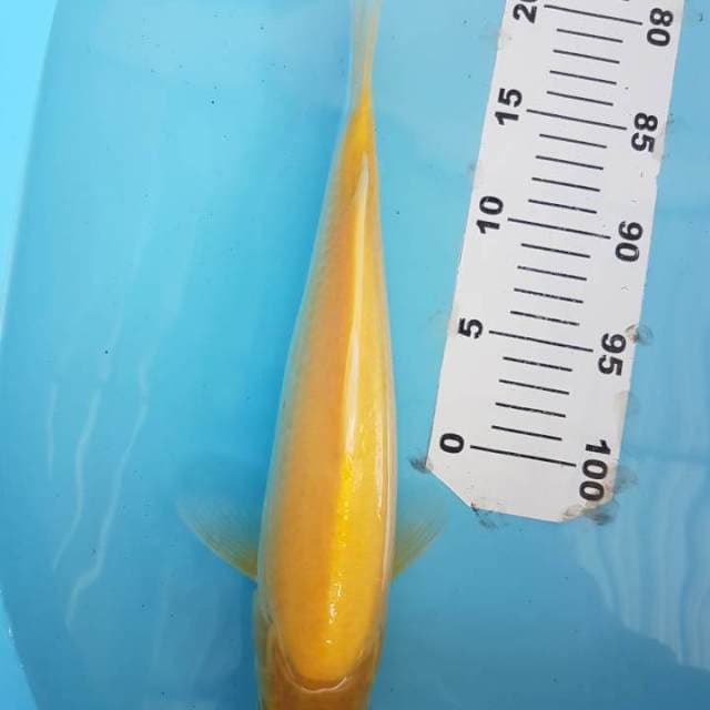 Karashi Mata Merah breeder Good One Koi 35BU (+-33cm)