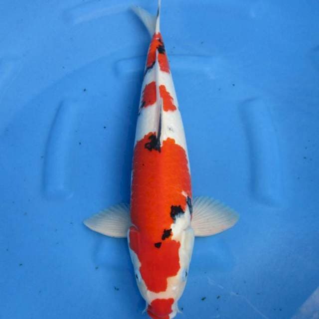 Sansoku48cm