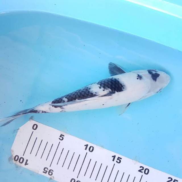 Shiro F1 induk Omosako 30BU (+-27cm)