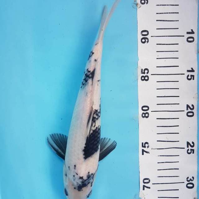 Shiro F1 induk Omosako 30 BU (+- 26cm)