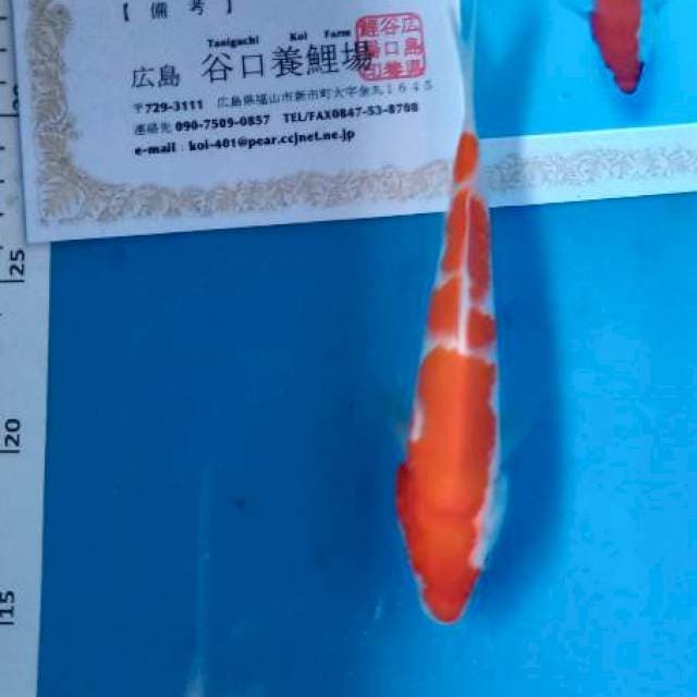 Kohaku taniguchi import
