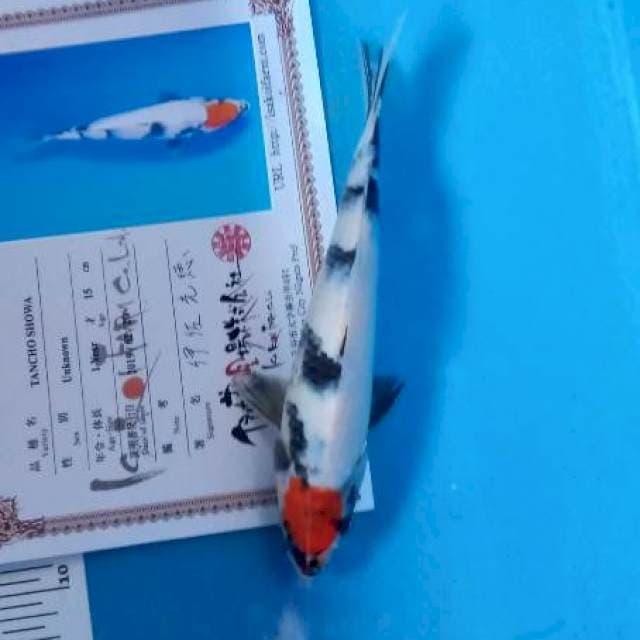 Tancho showa import tategoi isa farm